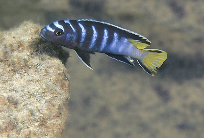 Maylandia sp. 'elongatus ngkuyo' Ngkuyo Island